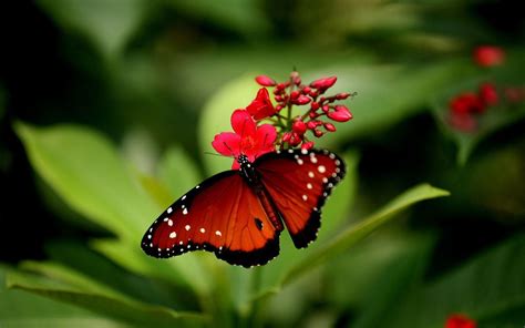 Red Butterfly Wallpapers - Wallpaper Cave