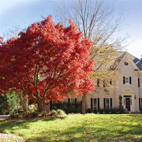 Red Japanese Maple Trees for Sale | FastGrowingTrees.com