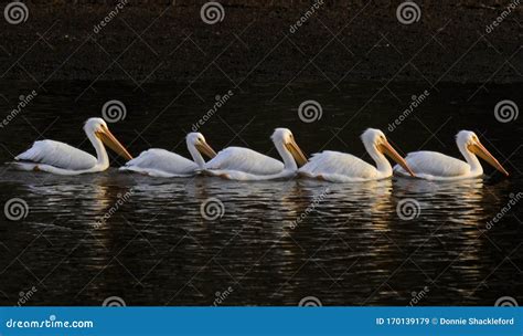 White Pelican Migration stock image. Image of travel - 170139179