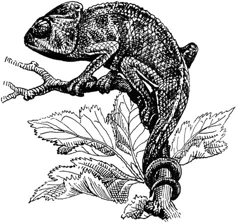 Chameleon | ClipArt ETC