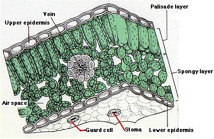 Leaf Epidermis Labeled