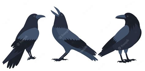 Premium Vector | Crow set flat design isolated on white background