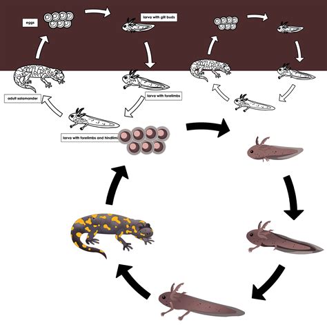 Salamander Life Cycle Clipart | Amphibians Clip Art | Made By Teachers