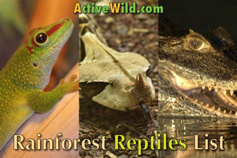 Tropical Rainforest Reptiles List With Pictures & Facts For Kids