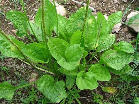 Weed of the Month Series: Plantain - Organolawn