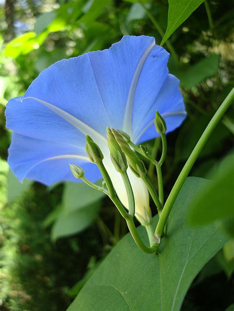 Blue Morning Glory - Flowers Photo (30352557) - Fanpop