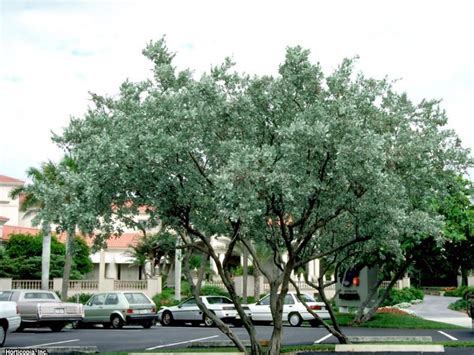 13 Trees You Can’t Kill | Shade trees, Fast growing shade trees, Fast ...