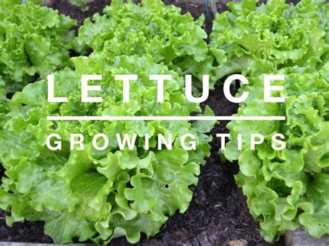 Growing Lettuce in the Home Garden - Gardening Channel