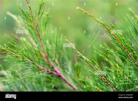 Cemara Udang, Australian pine tree or whistling pine tree (Casuarina equisetifolia) leaves ...