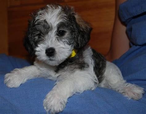 Schnoodle (Schnauzer-Poodle Mix) Info, Puppies, Temperament, Pictures ...