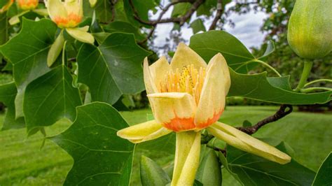 How to Grow and Care for a Tulip Tree (Step-by-Step Guide)