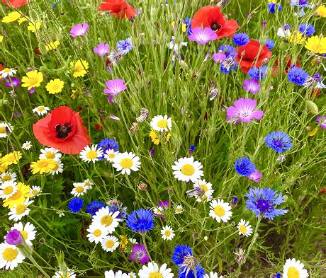 Cornfield Annuals Wildflower Seeds 100% - Landlife Wildflower