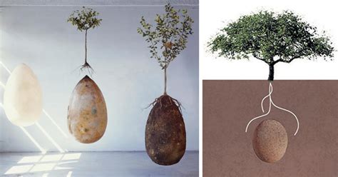 Forget about coffins: these burial pods will turn us into a tree when we die