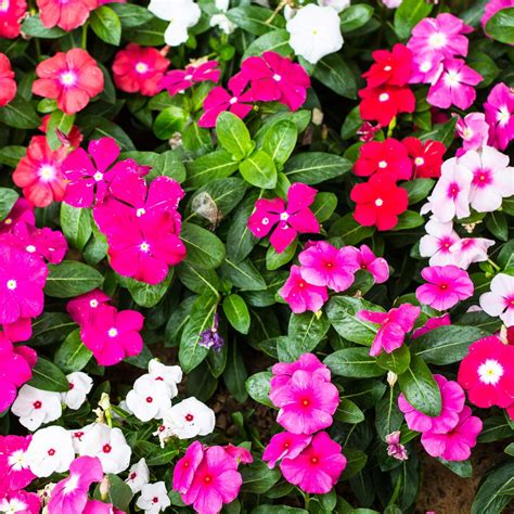 Vinca Flower Garden Seeds - Pacifica XP Series - Color Mix - 1000 Seeds ...