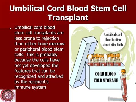 PPT - Stem Cell Biology and Clinical Applications PowerPoint ...