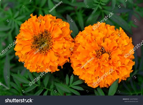 Gandha Flower Flowers Nature Background Wallpapers Stock Photo ...