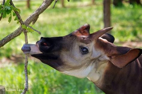 Okapi Conservation Project | Okapi, African animals, Most beautiful animals