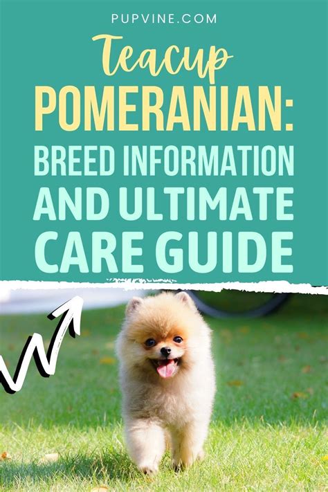 Teacup pomeranian breed information and ultimate care guide – Artofit