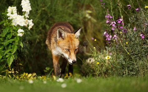 Red Fox in the Garden with Flowers Stock Image - Image of behaviour ...