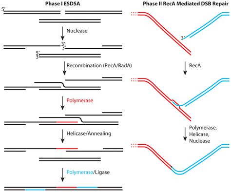 Two stages of genome reconstitution in Deinococcus radiodurans. The... | Download Scientific Diagram