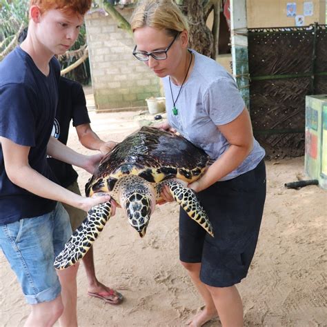 Sri Lanka Turtle Conservation: Volunteer with turtles abroad