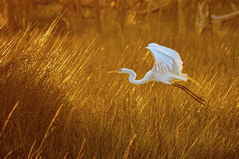 Great Egret in Flight Over the Marsh at Sunset - Croatan Nationa Photograph by Bob Decker