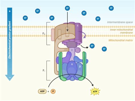 ATP Synthase: Structure, Mechanism, Significances