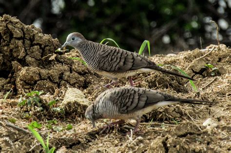 Perkutut Jawa, Burung dengan Keunikan Katurangga - Mongabay.co.id