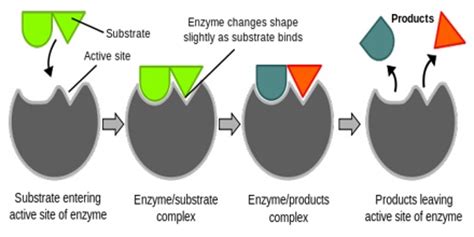 About Enzyme Catalyzed - Assignment Point