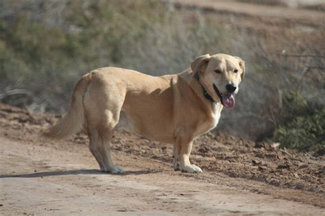 Basset Hound Lab Mix - Bassador | Shop for your Cause