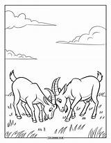 115  Goat Coloring Pages For Kids & Adults Free Printable PDFs sketch template