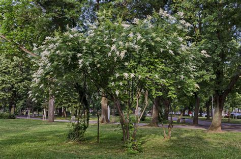 Japanese Lilac Tree: Care and Growing Guide