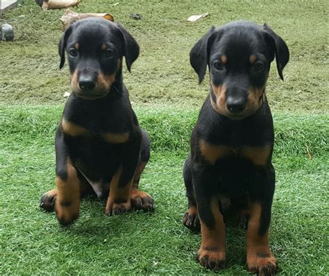 Doberman Pinscher Puppies For Sale | Newark, NJ #219309