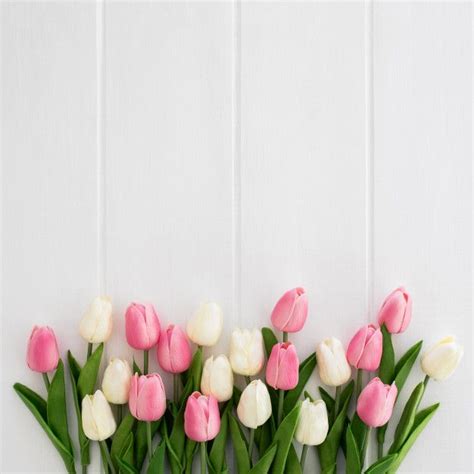 Free Photo | Beautiful tulips white and pink on white wooden background | Flower phone wallpaper ...