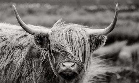 Highland Cow Wallpapers - Top Free Highland Cow Backgrounds - WallpaperAccess