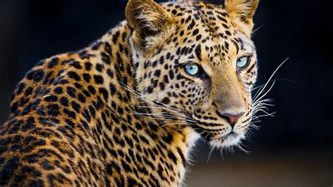 Leopard 4k Hd Animals 4k Wallpapers Images Background - vrogue.co