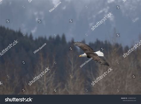 Bald Eagle Isolated Flying Alaska Bare Stock Photo 1230537421 ...