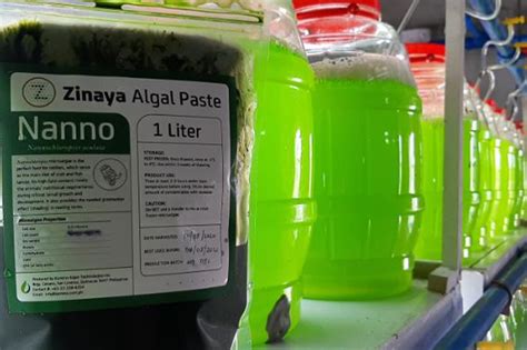 Algal paste offers alternative feed for PH hatcheries | ABS-CBN News