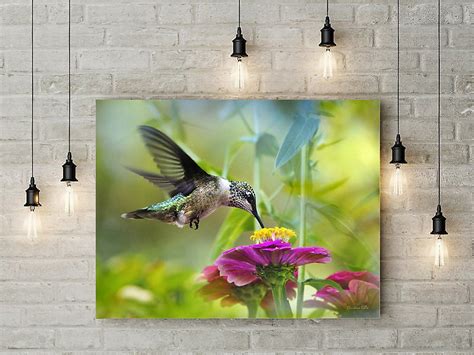 Wall Art Canvas Hummingbird Canvas Art Fine by ChristinaRolloArt