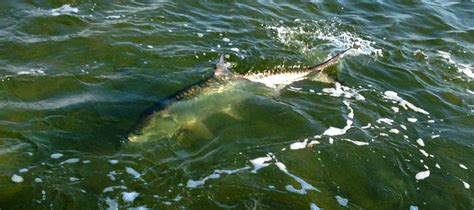 Discover the Majestic Tarpon: Silver King of the Sea - FishOnTips