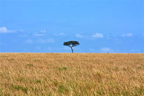 African Grassland Plants