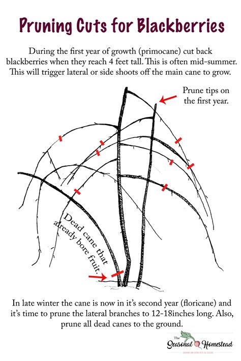 How to Prune Blackberries - The Seasonal Homestead | Berry garden, Fruit garden, Blackberry trellis