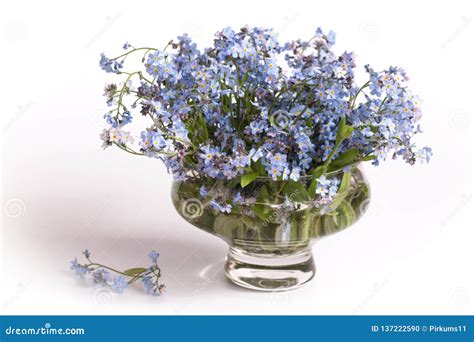 Blue Flowers Myosotis, Bouquet Stock Photo - Image of background, plant ...