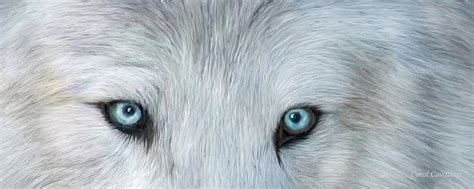 Wild Eyes - White Wolf Mixed Media by Carol Cavalaris - Fine Art America