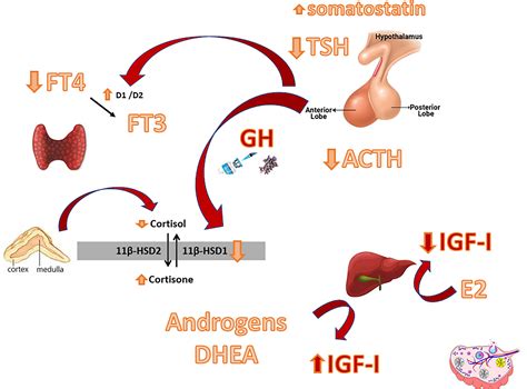 Frontiers | GH Deficiency and Replacement Therapy in Hypopituitarism ...