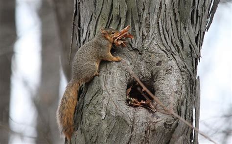 Red Squirrel building nest | This Red Squirrel seen here get… | Flickr