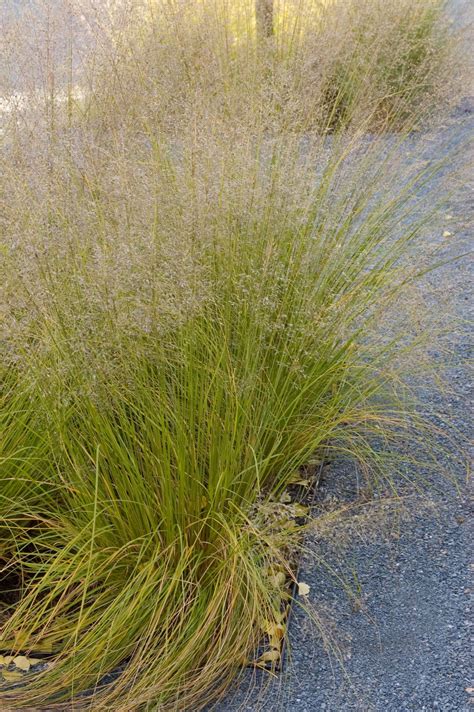 Prairie Dropseed Grass - Plant Library - Pahl's Market - Apple Valley, MN