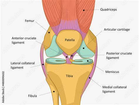 Human Knee joint anatomy. Knee Tendons, anatomical diagram, obrazy, fototapety, plakaty ...