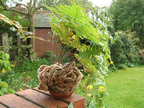 Footed Ferns - University of Florida's Gardening in a Minute | Rabbit ...