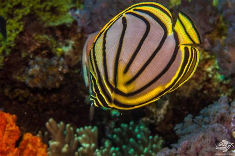 Meyer's Butterflyfish - Facts and Photographs • Seaunseen